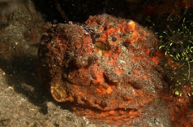 Komodo 2016 - Reef stonefish - Poisson Pierre - Synanceia Verrucosa - IMG_7468_rc